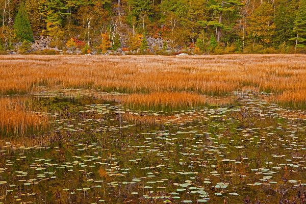 Gulin, Sylvia 아티스트의 USA-New England-Maine-Mt-Desert Island-Acadia National park with lily pads in small pond with golde작품입니다.